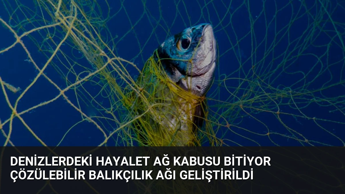 Denizlerdeki Hayalet Ağ Kabusu Bitiyor Çözülebilir Balıkçılık Ağı Geliştirildi