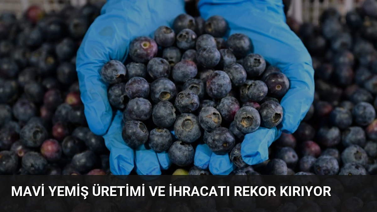 Mavi Yemiş Üretimi Ve İhracatı Rekor Kırıyor