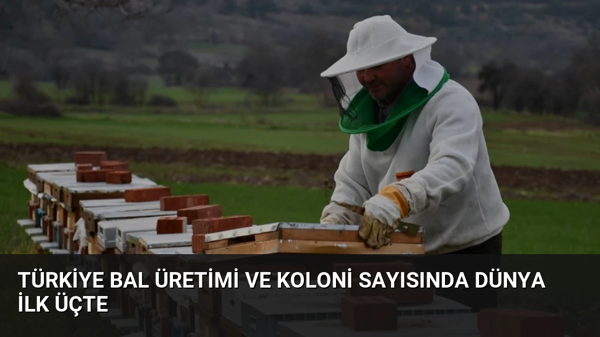 Türkiye Bal Üretimi ve Koloni Sayısında Dünya İlk Üçte