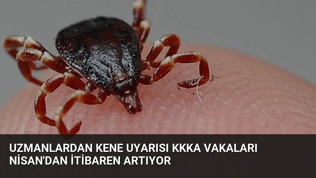 Uzmanlardan Kene Uyarısı KKKA Vakaları Nisan’dan İtibaren Artıyor
