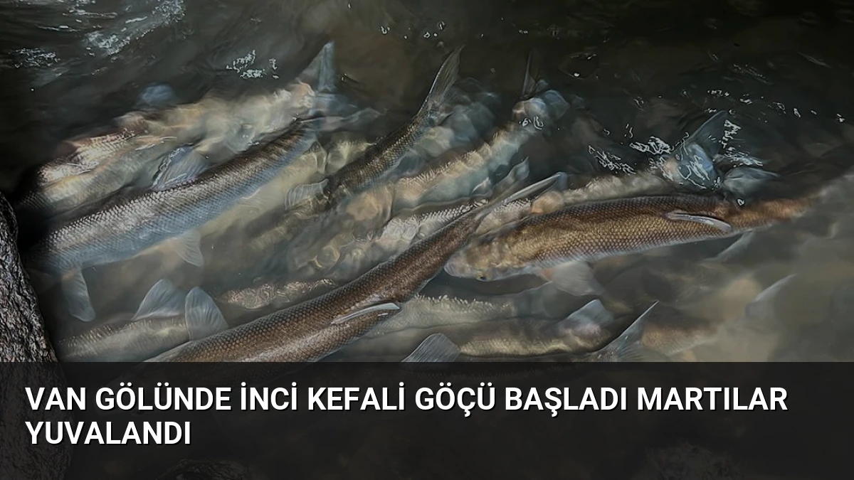 Van Gölünde İnci Kefali Göçü Başladı Martılar Yuvalandı