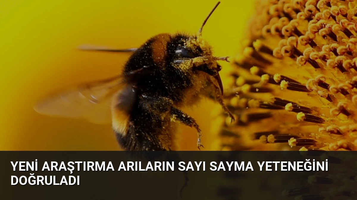 Yeni Araştırma Arıların Sayı Sayma Yeteneğini Doğruladı