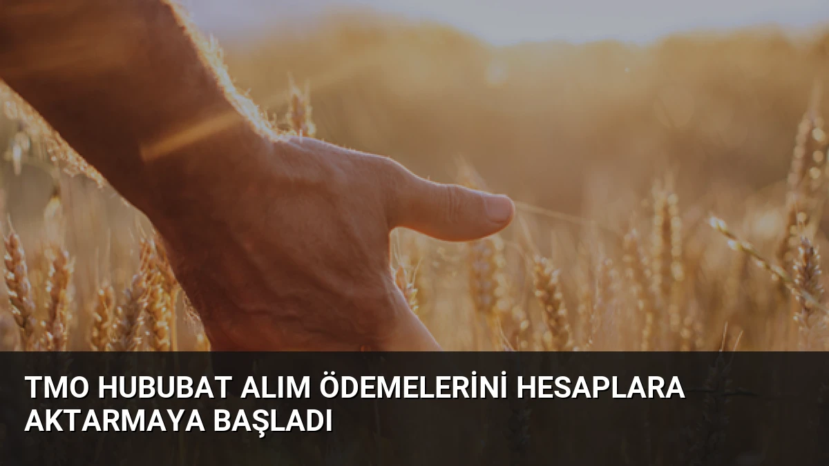 TMO Hububat Alım Ödemelerini Hesaplara Aktarmaya Başladı